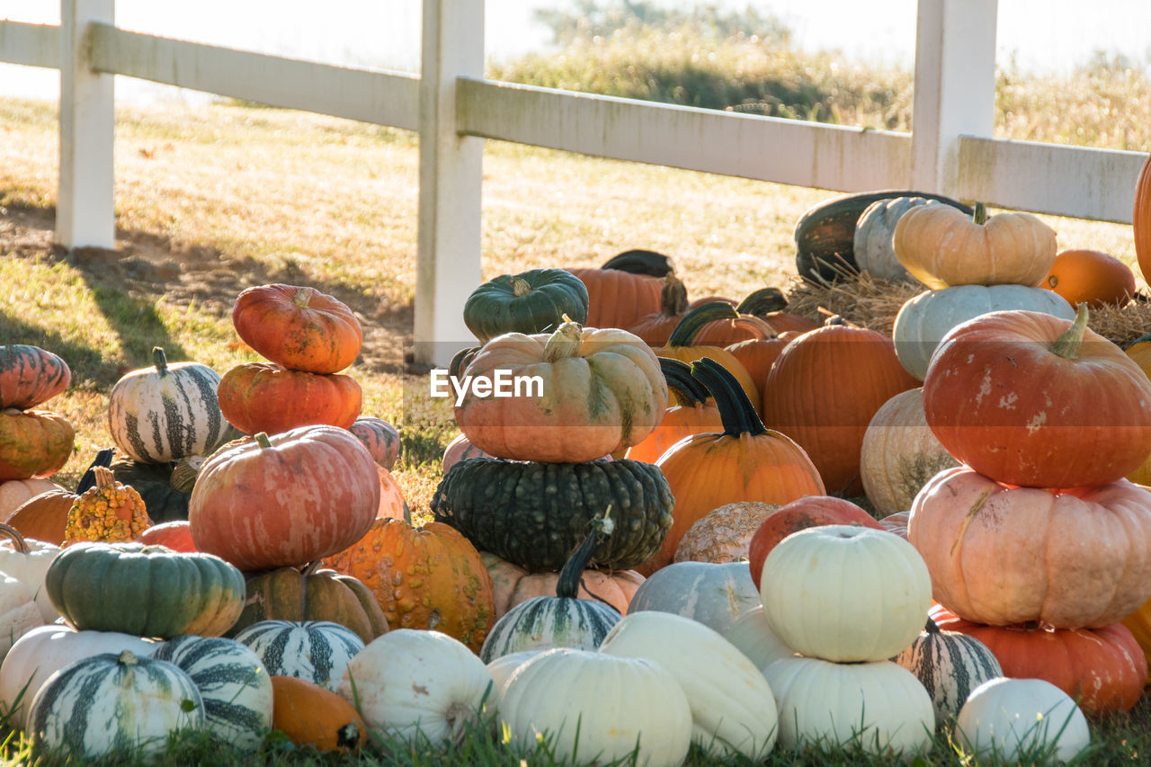 Pumpkins for sale