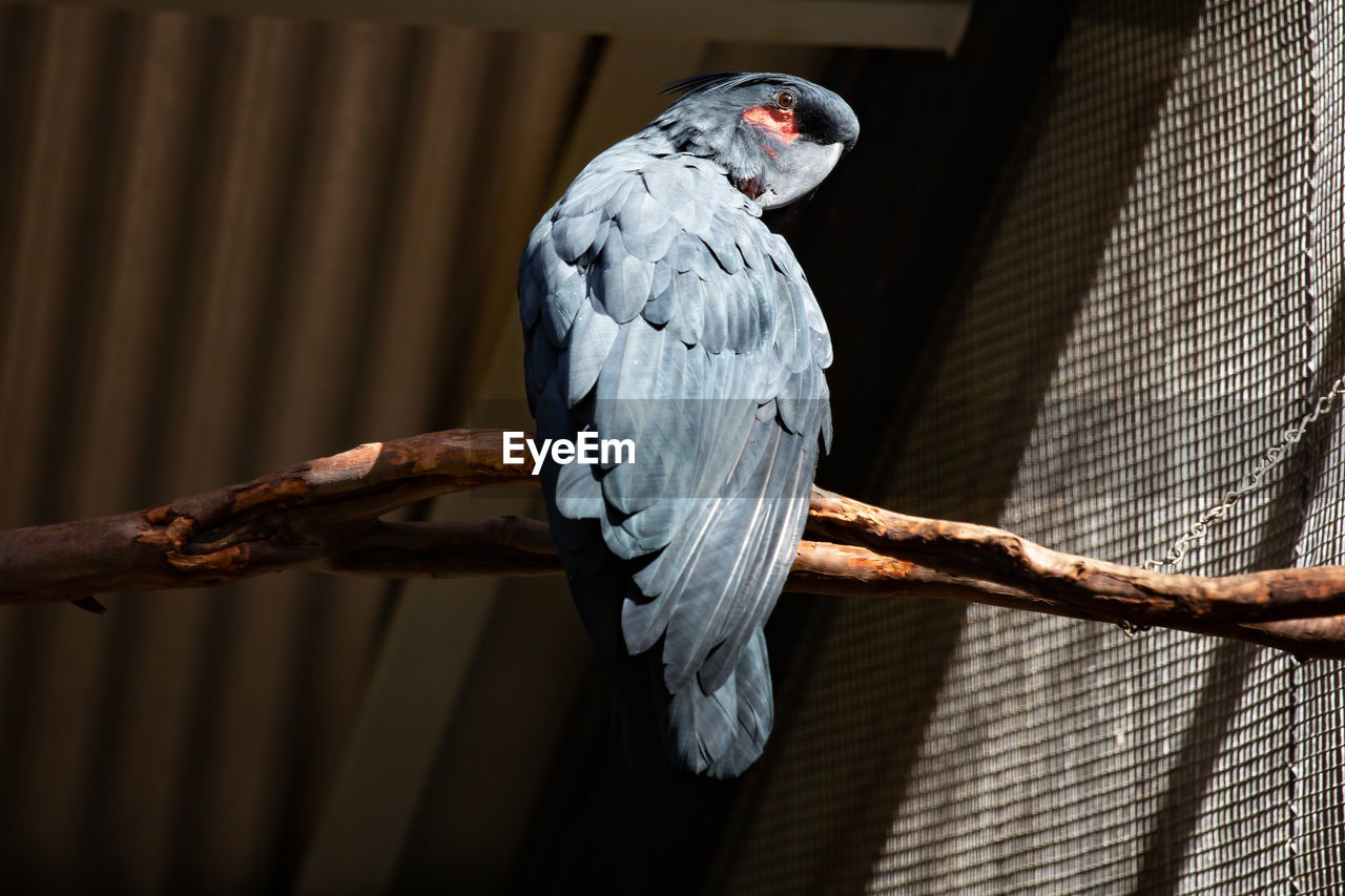 Low angle view of black parrot perching on tree