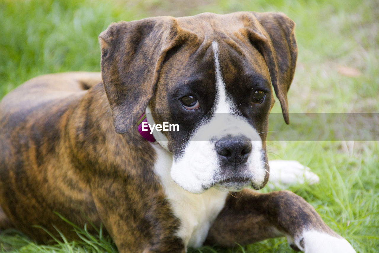 PORTRAIT OF DOG LYING ON FIELD