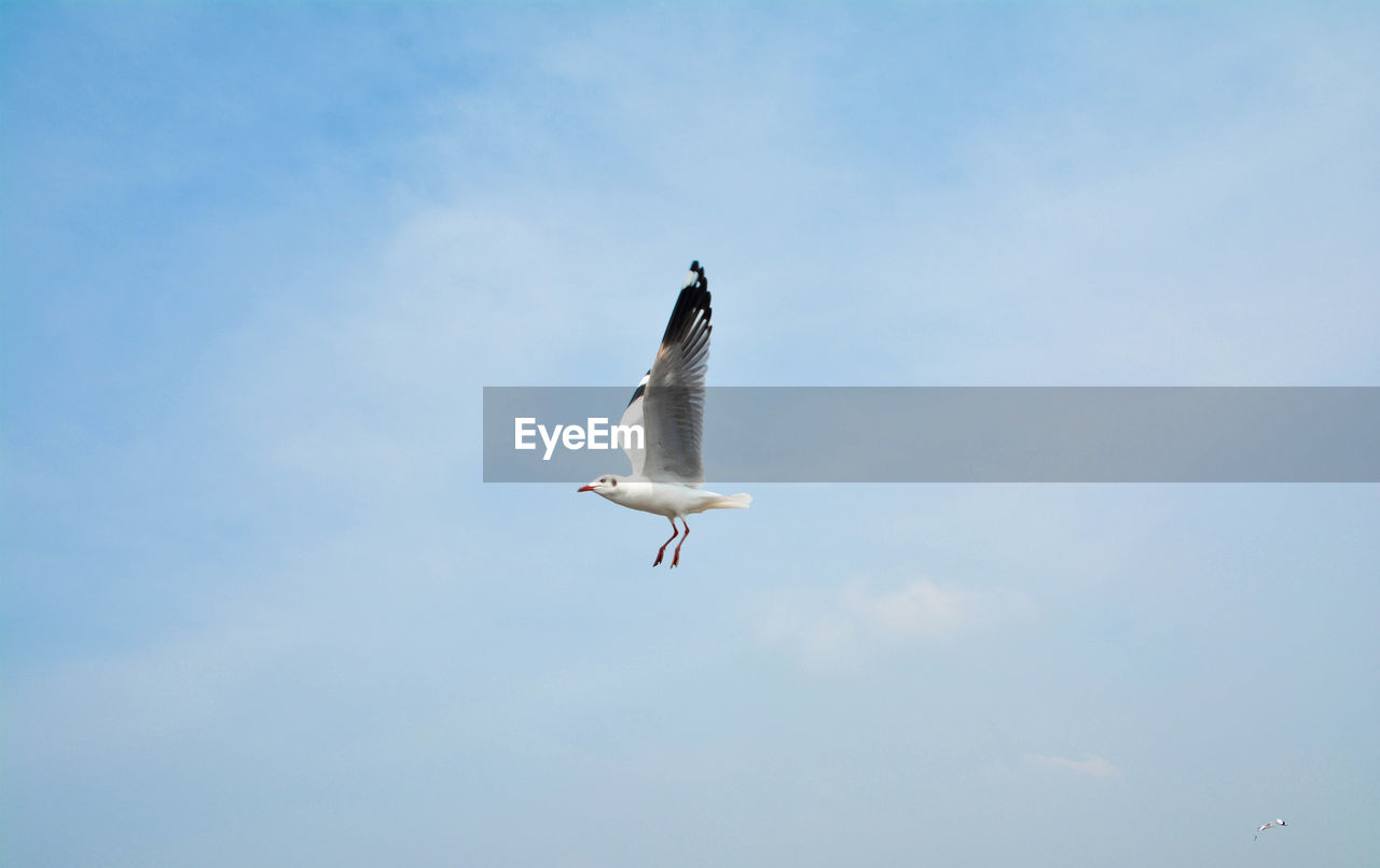 SEAGULL FLYING AGAINST SKY