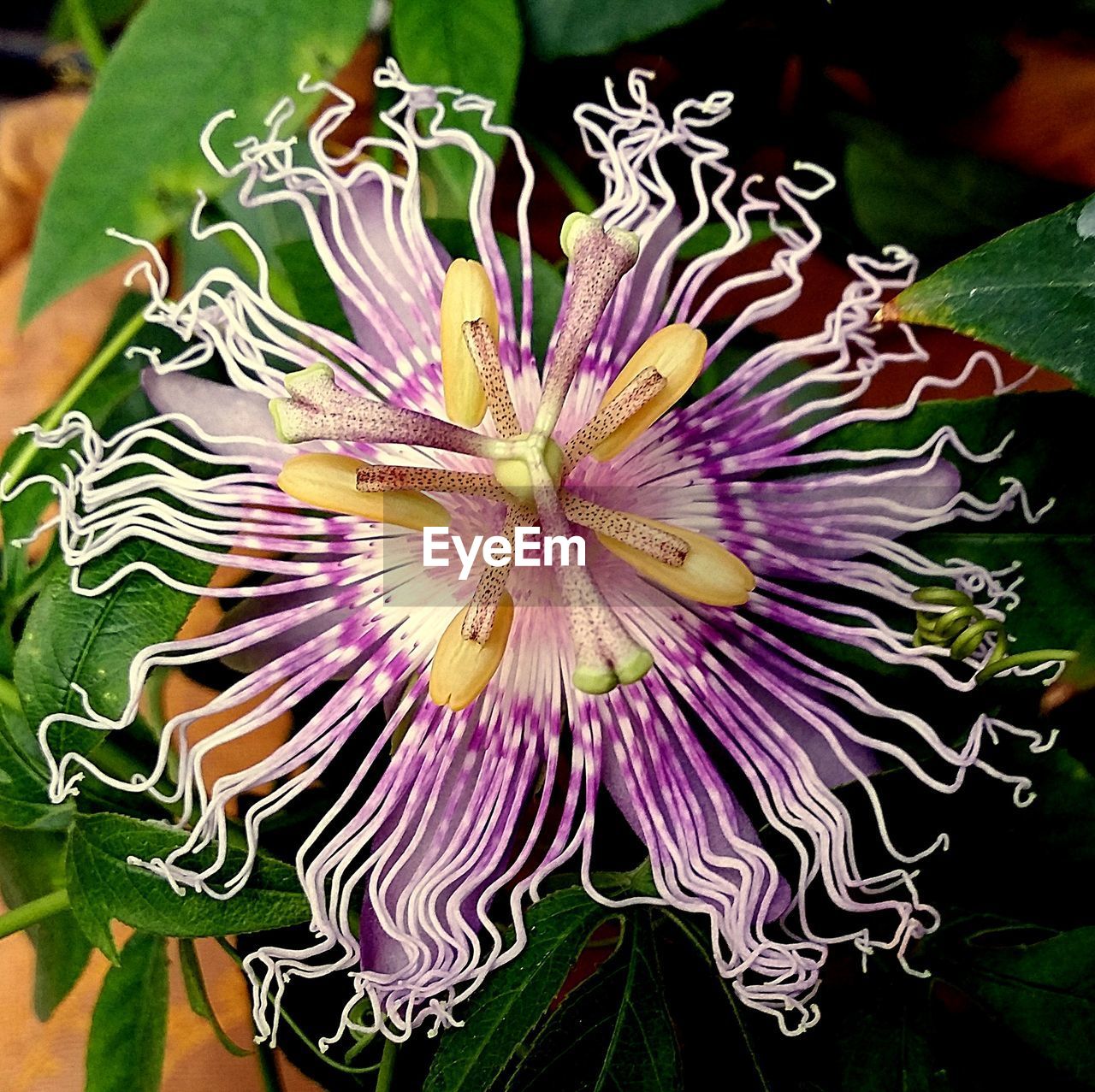 Close-up of passion flower blooming in park