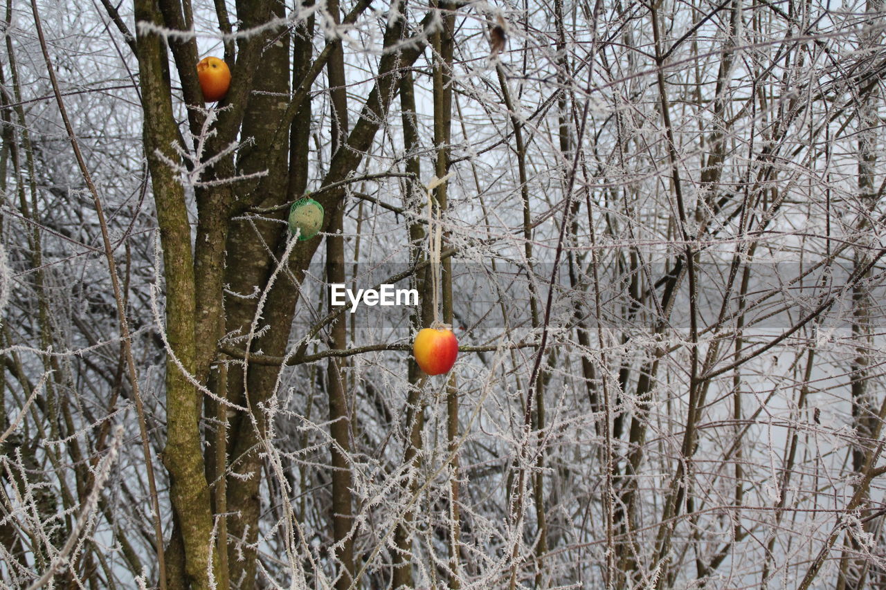 BARE TREES HANGING IN SNOW