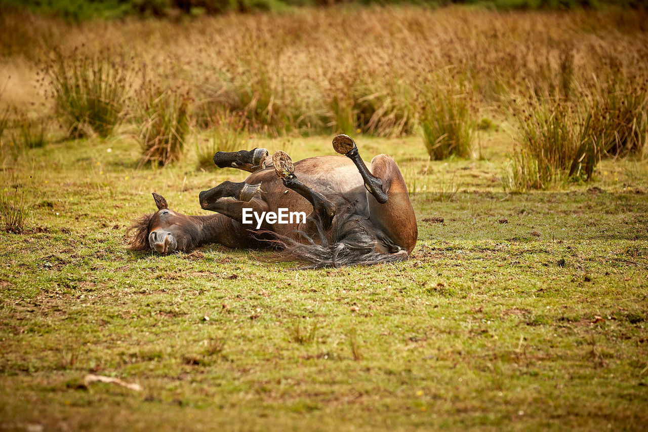 SHEEP LYING ON GRASS