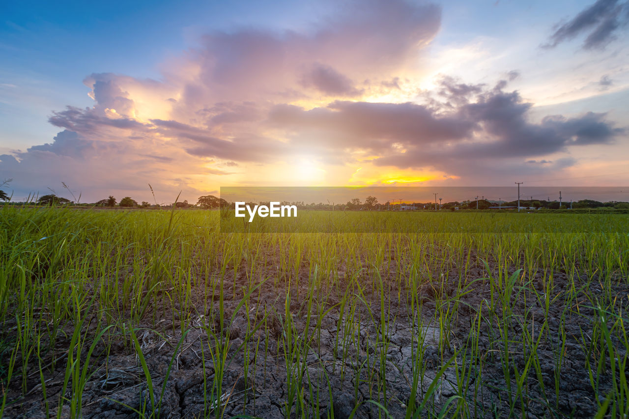 FIELD AGAINST SKY DURING SUNSET