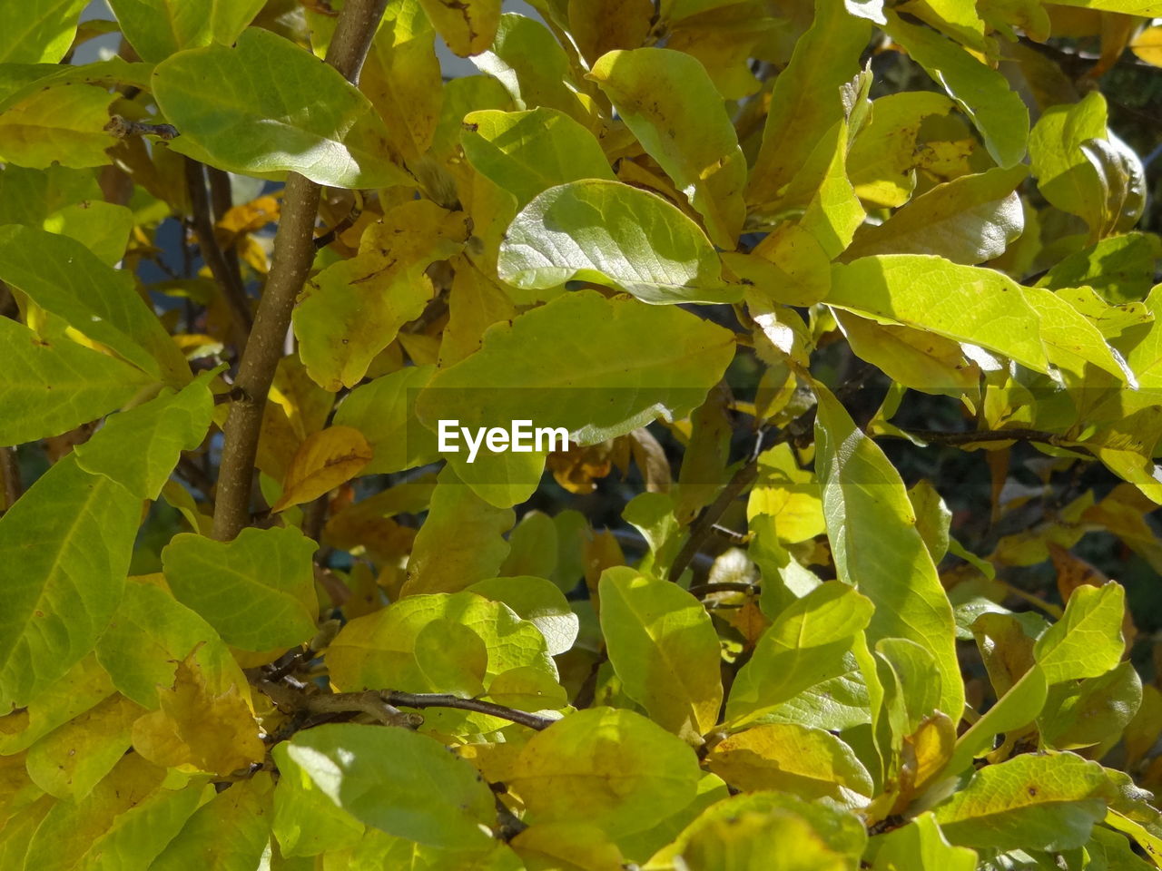 LOW ANGLE VIEW OF LEAVES ON TREE