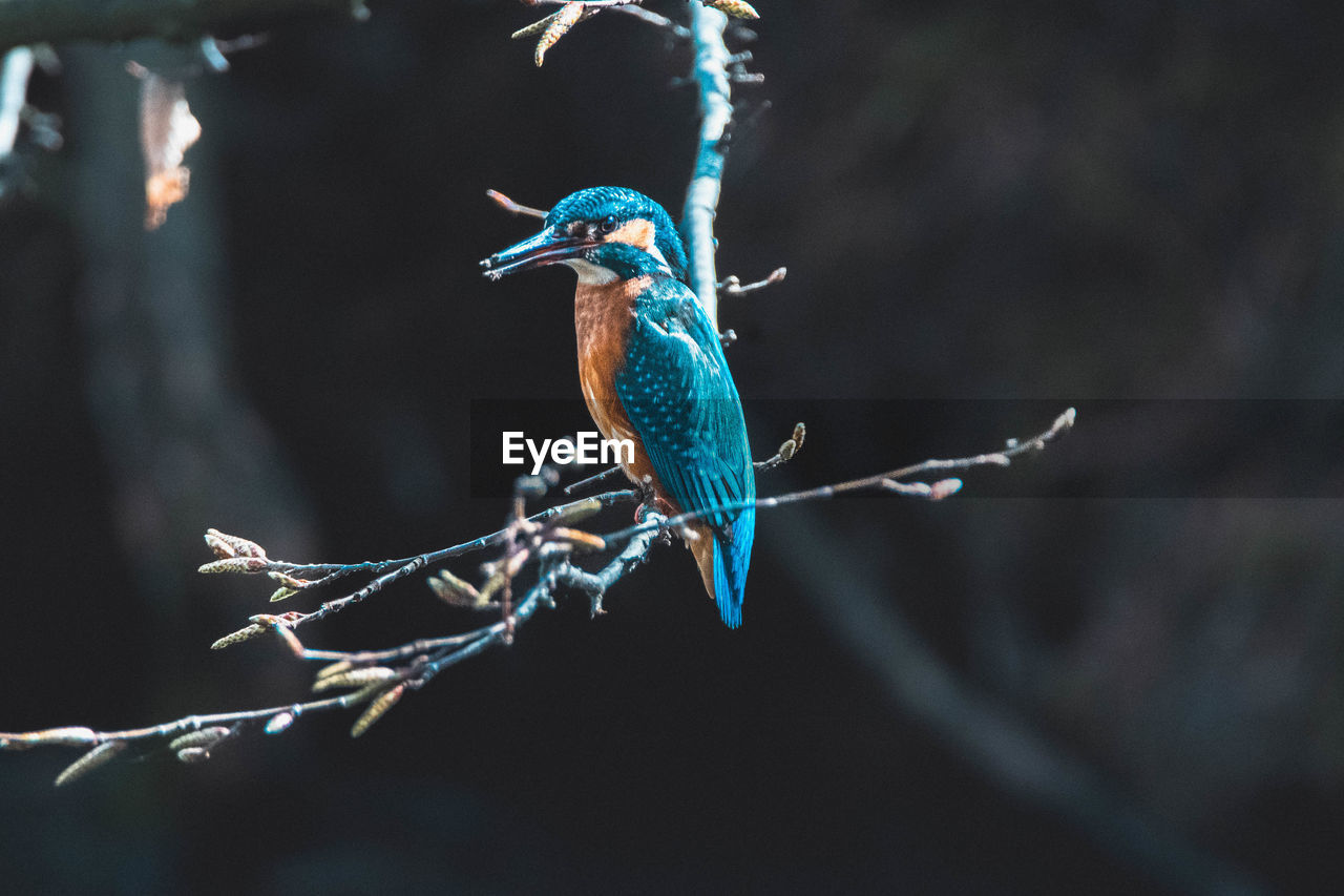 Close-up of bird perching on plant