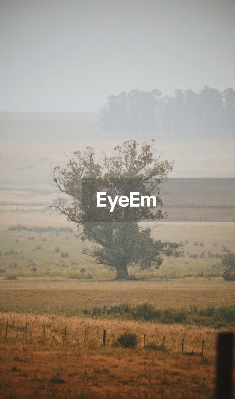 Scenic view of tree on field against sky