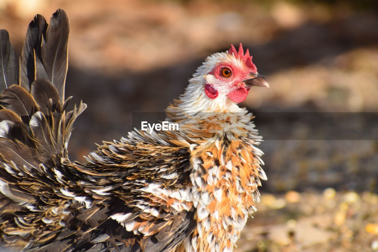 Close-up of a bird