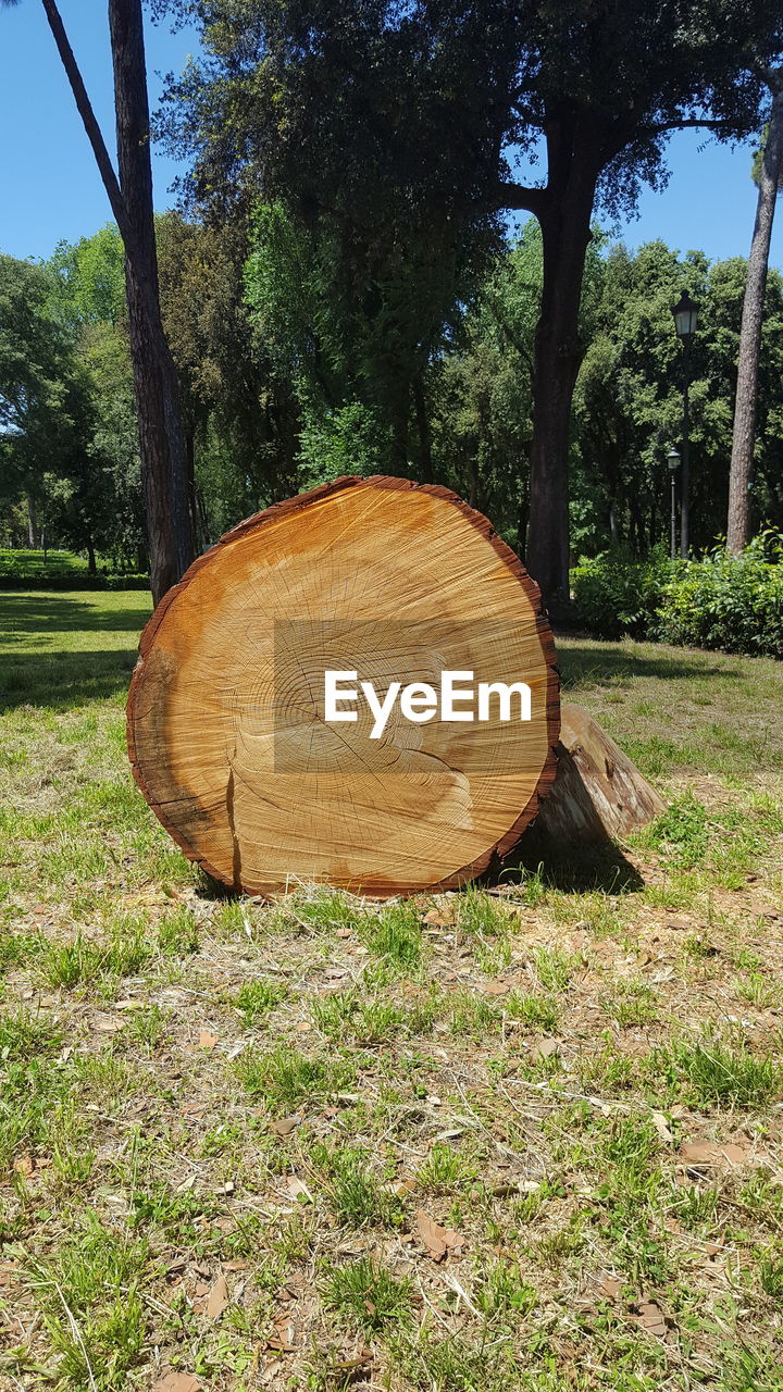 TREES ON GRASSY FIELD