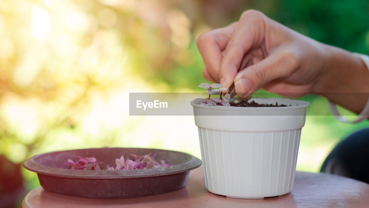 cropped hand of person holding potted plant