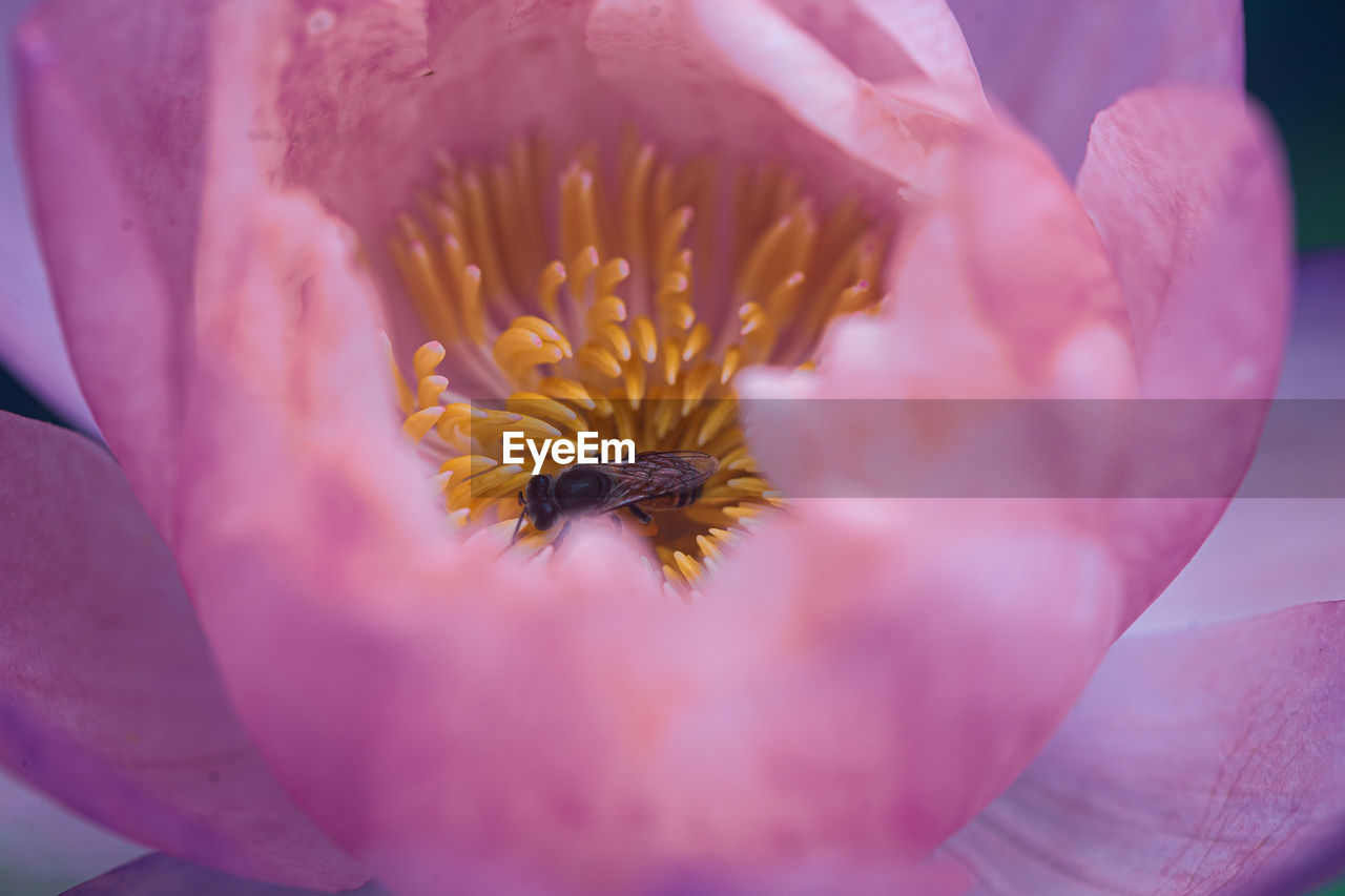 CLOSE-UP OF HONEY BEE ON PINK FLOWER