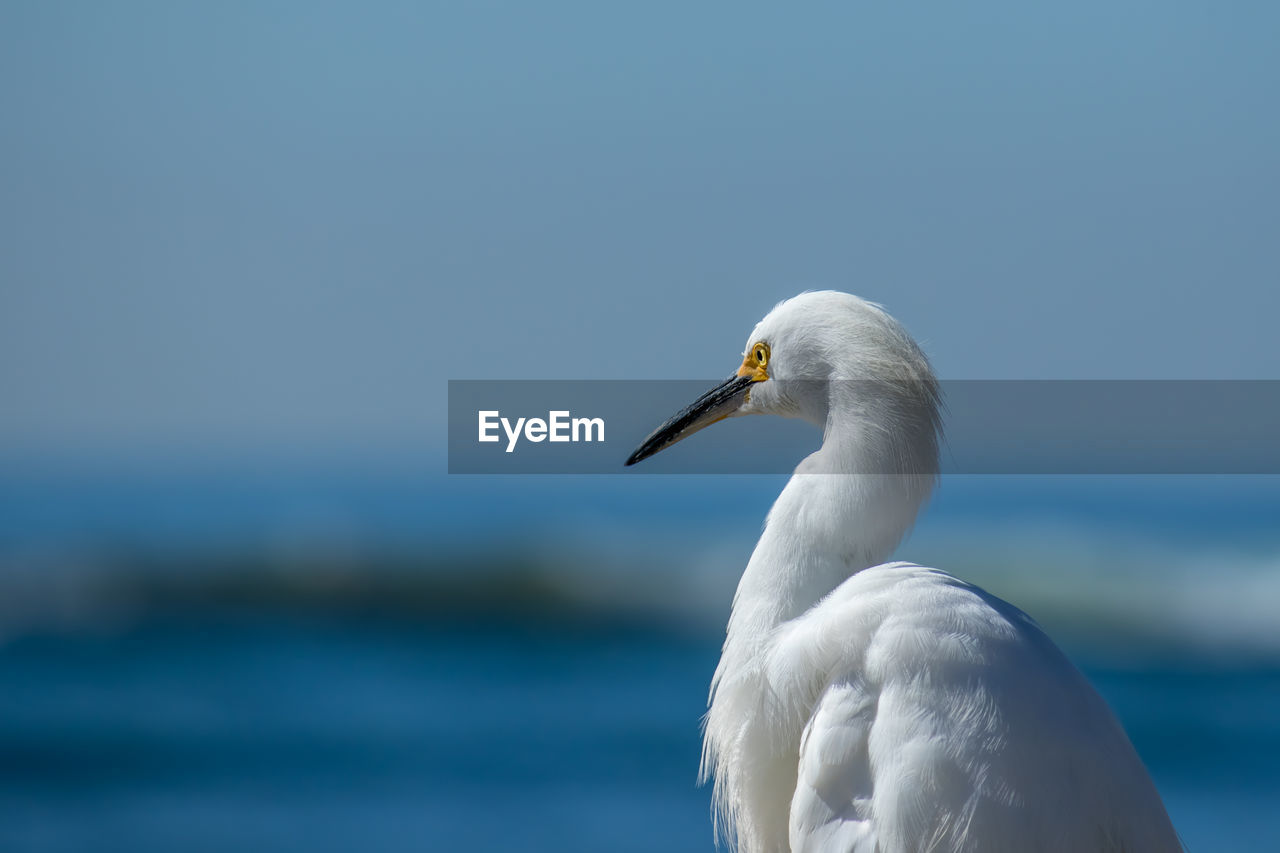 CLOSE-UP OF BIRD AGAINST SEA