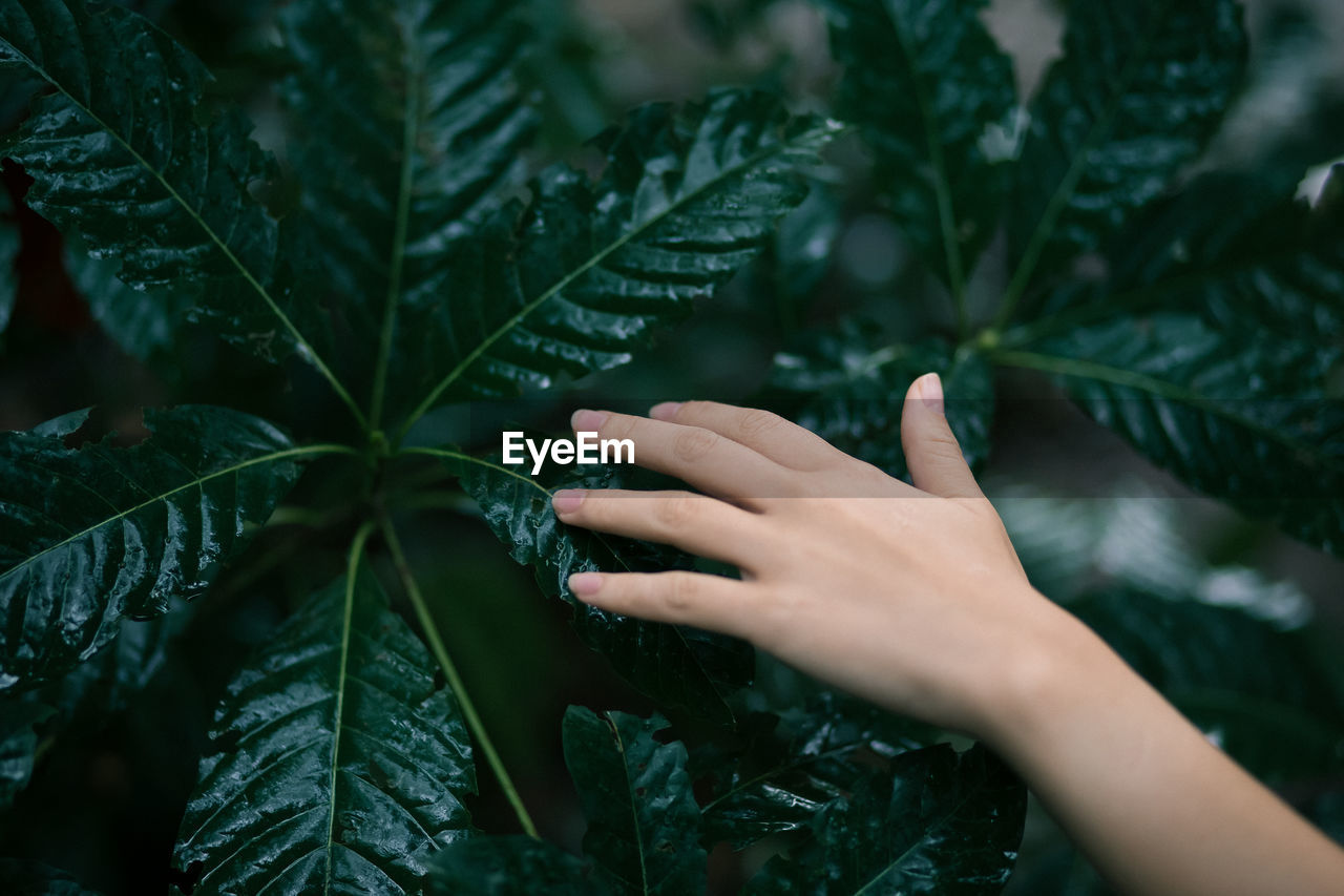 Close-up of hand touching leaves