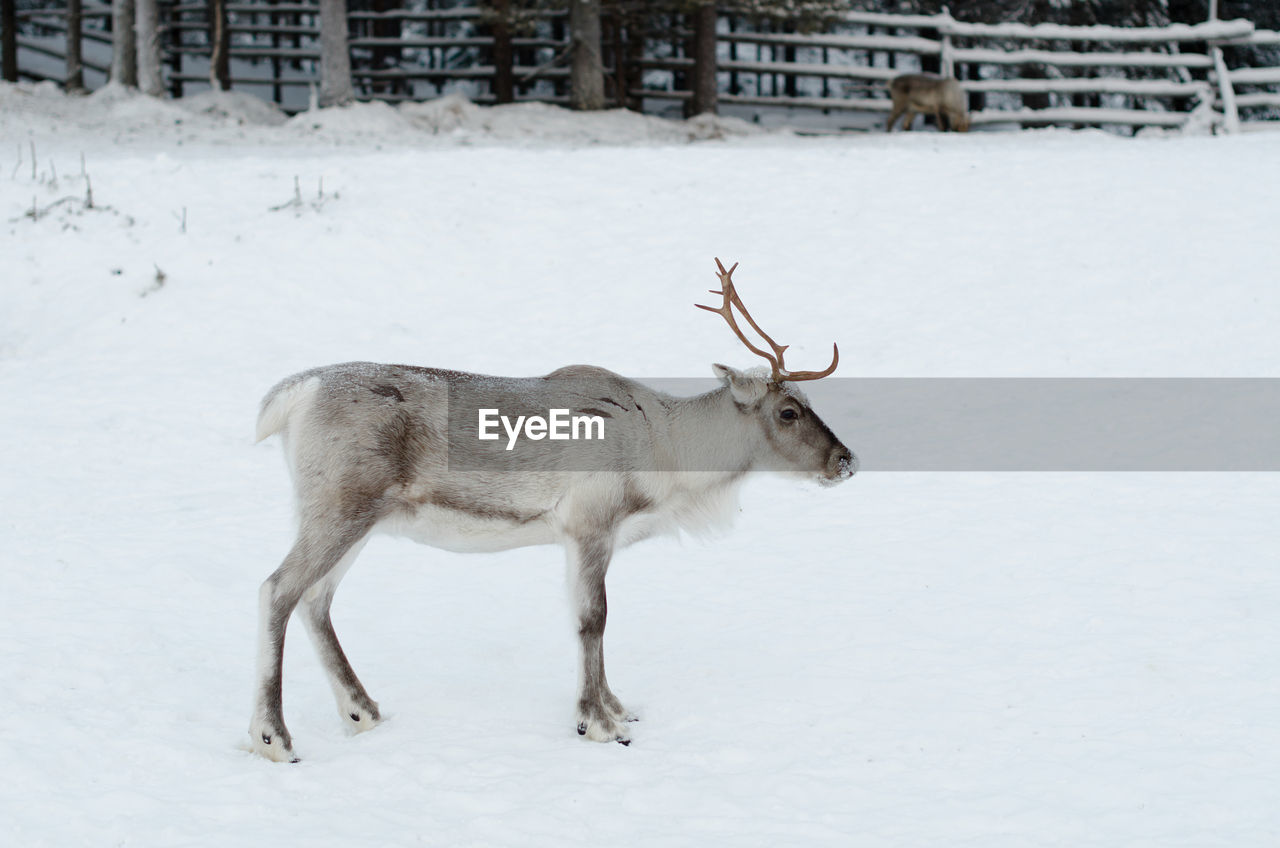 Deer on snow