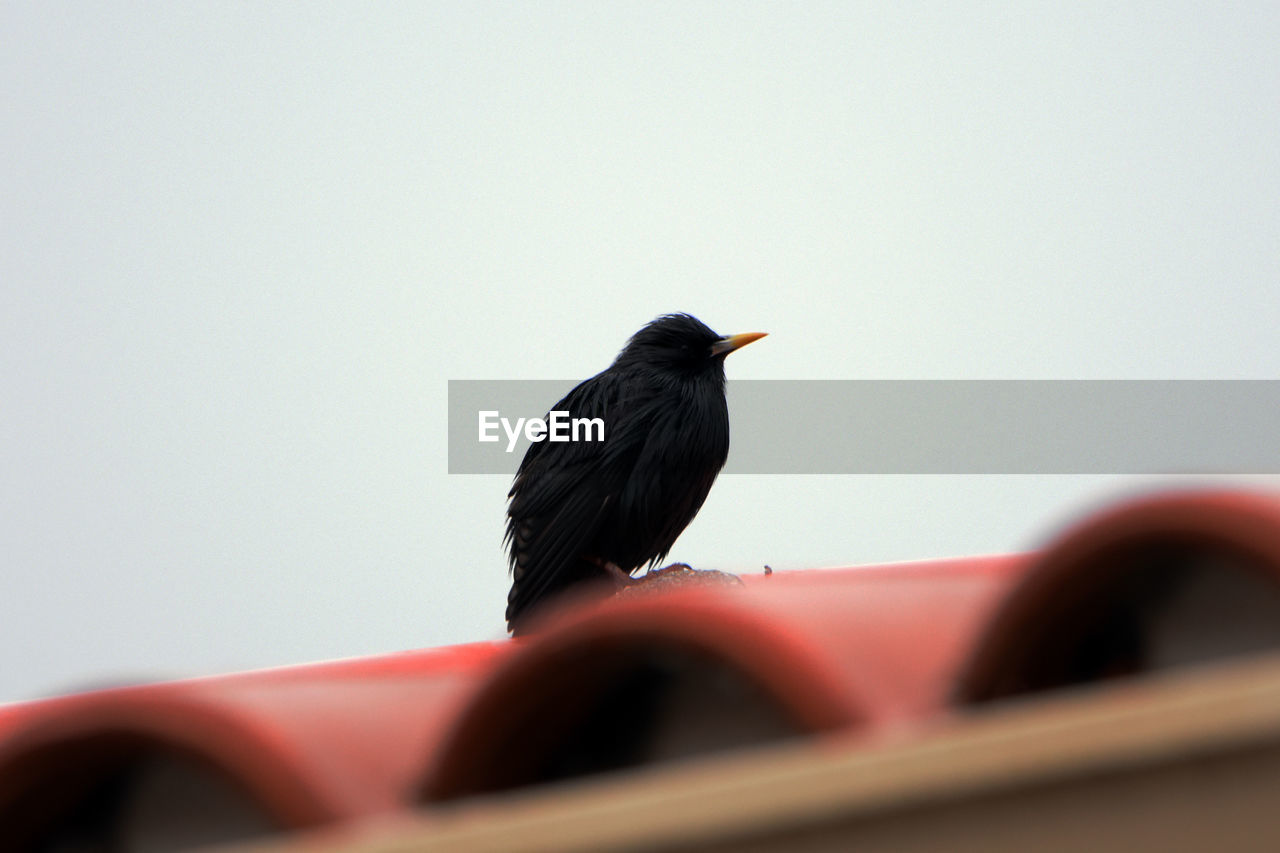 CLOSE-UP OF BIRD PERCHING ON ROCK