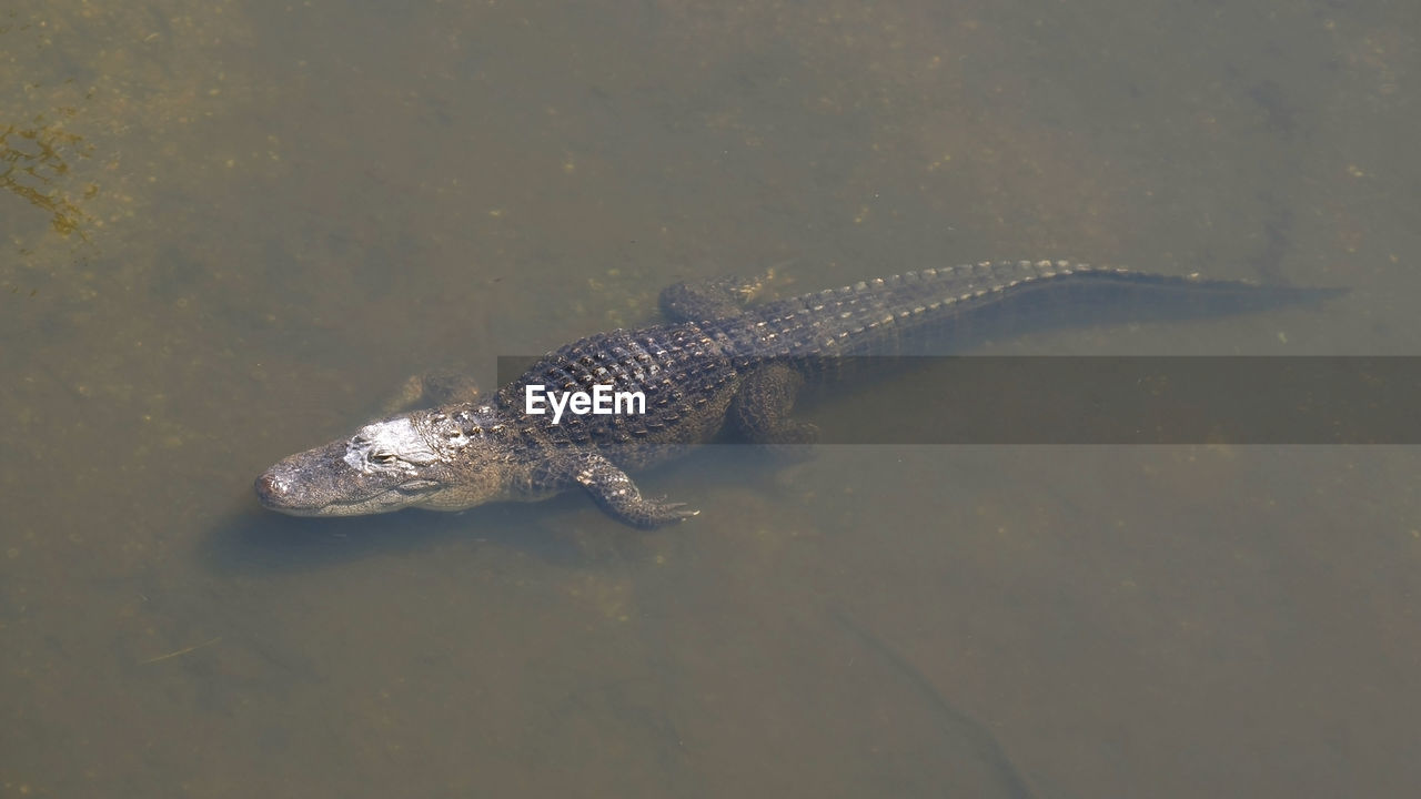 Alligator is a large crocodile in the water. single crocodile floating in water. american alligator