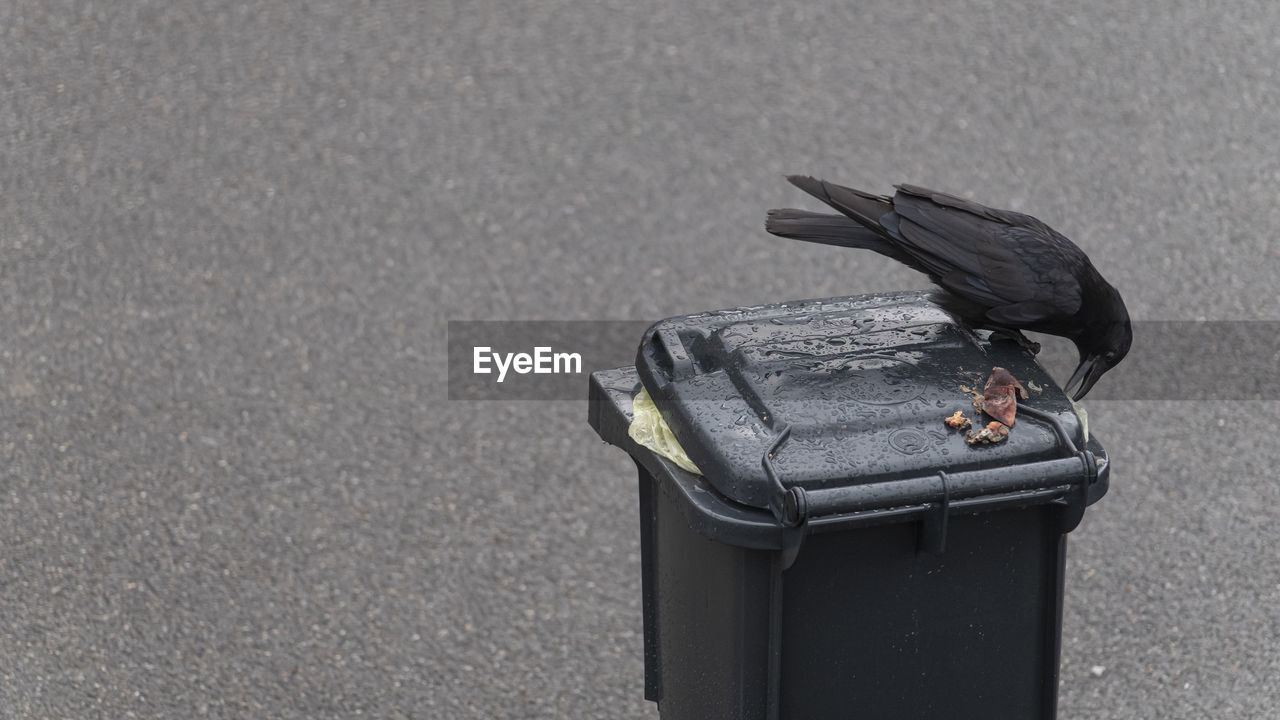 HIGH ANGLE VIEW OF BIRD PERCHING ON METAL