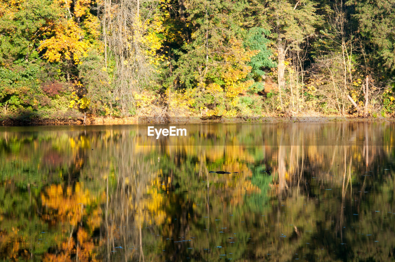 REFLECTION OF TREES IN LAKE DURING AUTUMN