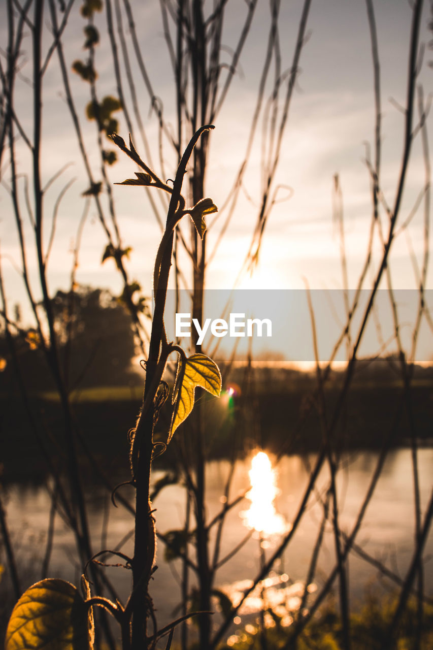 SILHOUETTE PLANT BY LAKE AGAINST SKY AT SUNSET