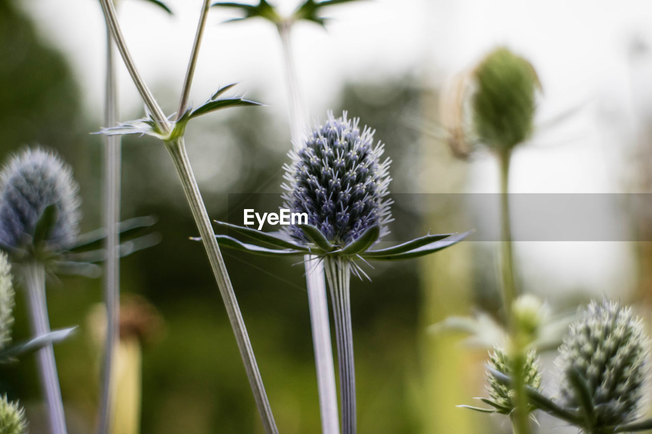 Close-up of thistle blooming outdoors