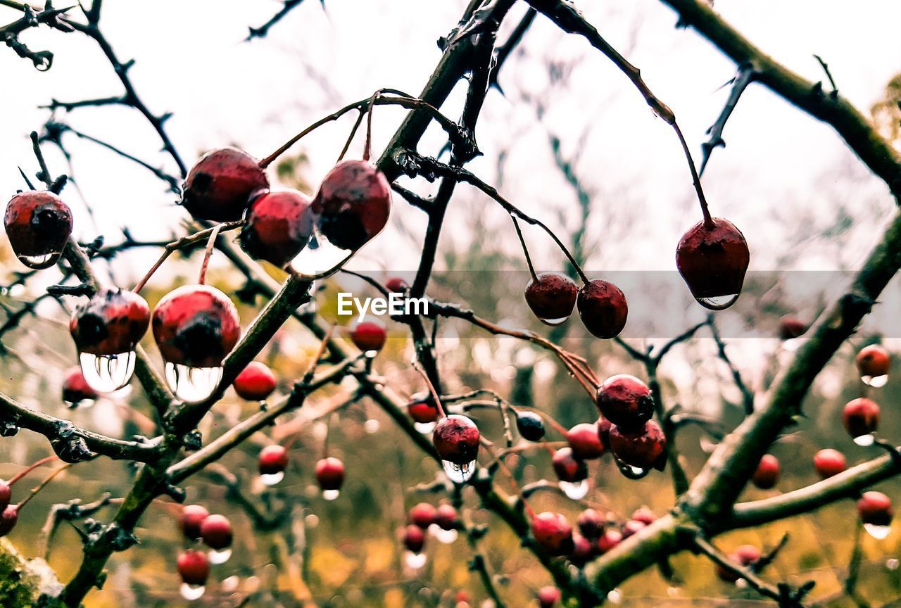 Close-up of wet berries growing on tree against sky