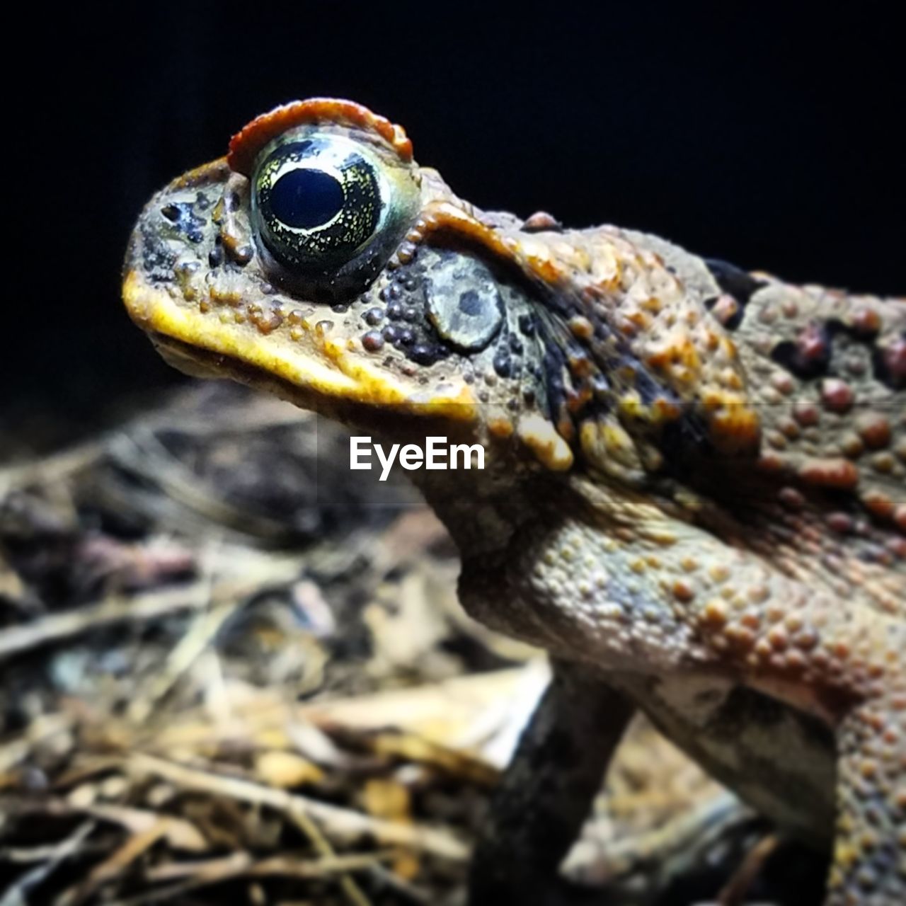 CLOSE-UP OF IGUANA