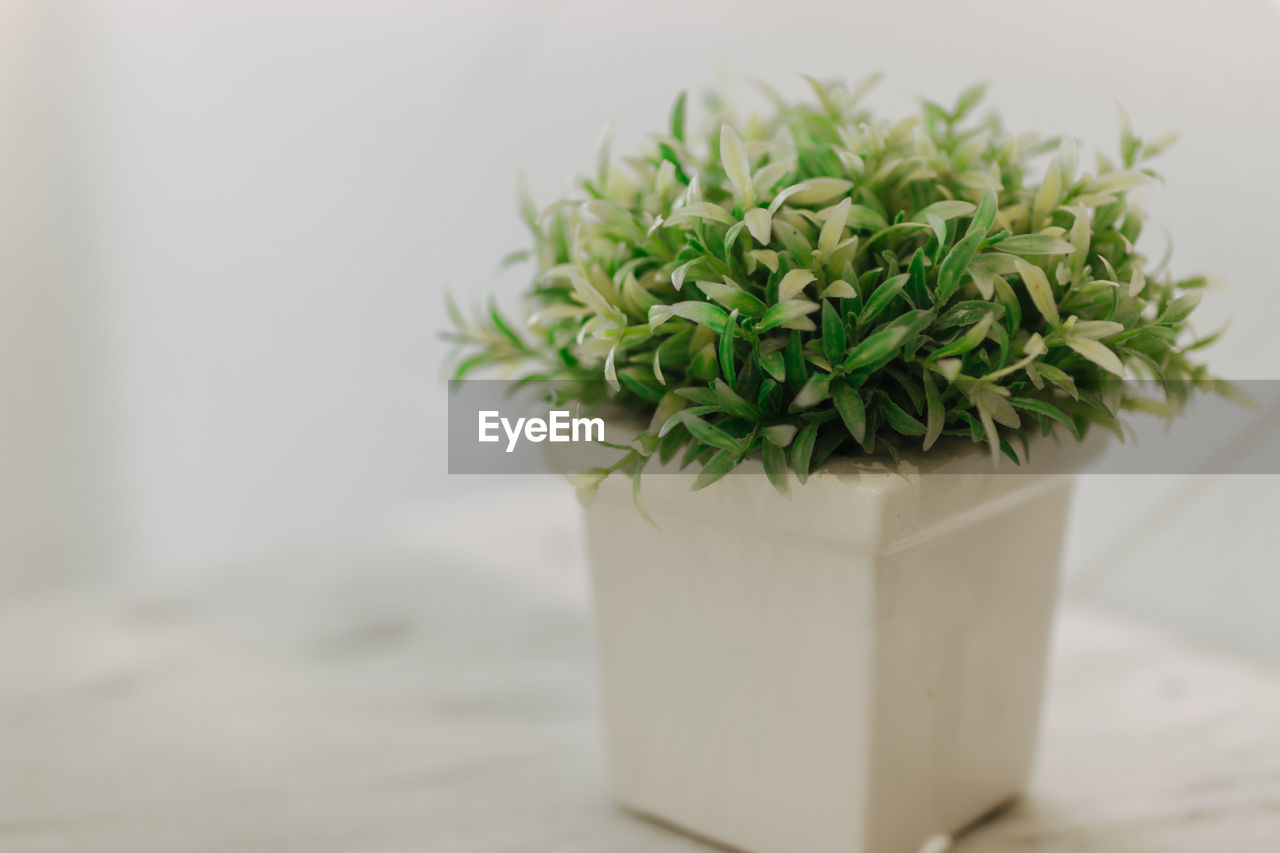 Close-up of potted plant against white wall