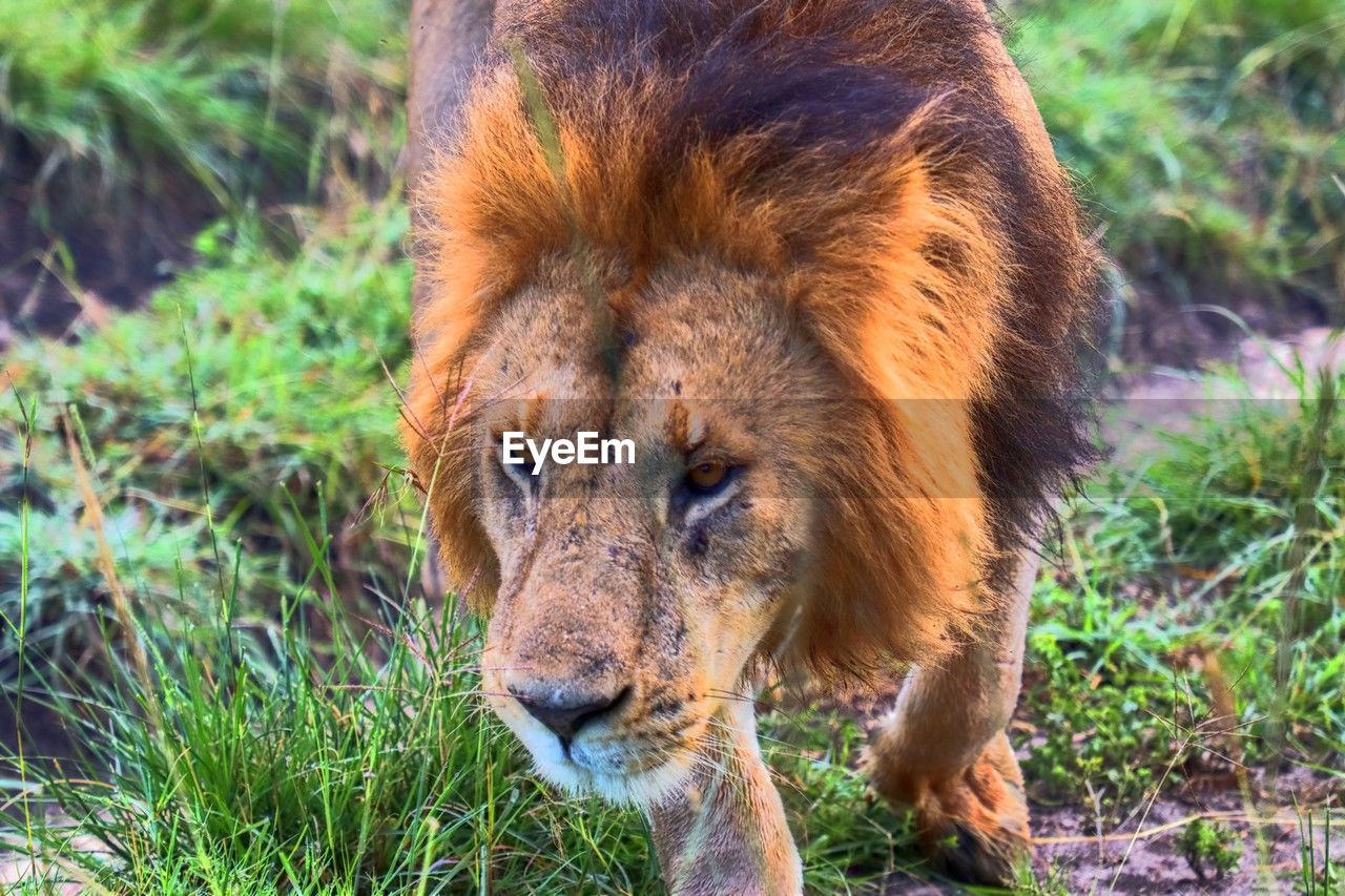 animal themes, animal, mammal, animal wildlife, one animal, wildlife, feline, cat, big cat, lion - feline, grass, no people, nature, zoo, plant, carnivora, day, portrait, felidae, outdoors, masai lion, brown, animal body part, safari, pet, land, domestic animals, carnivore