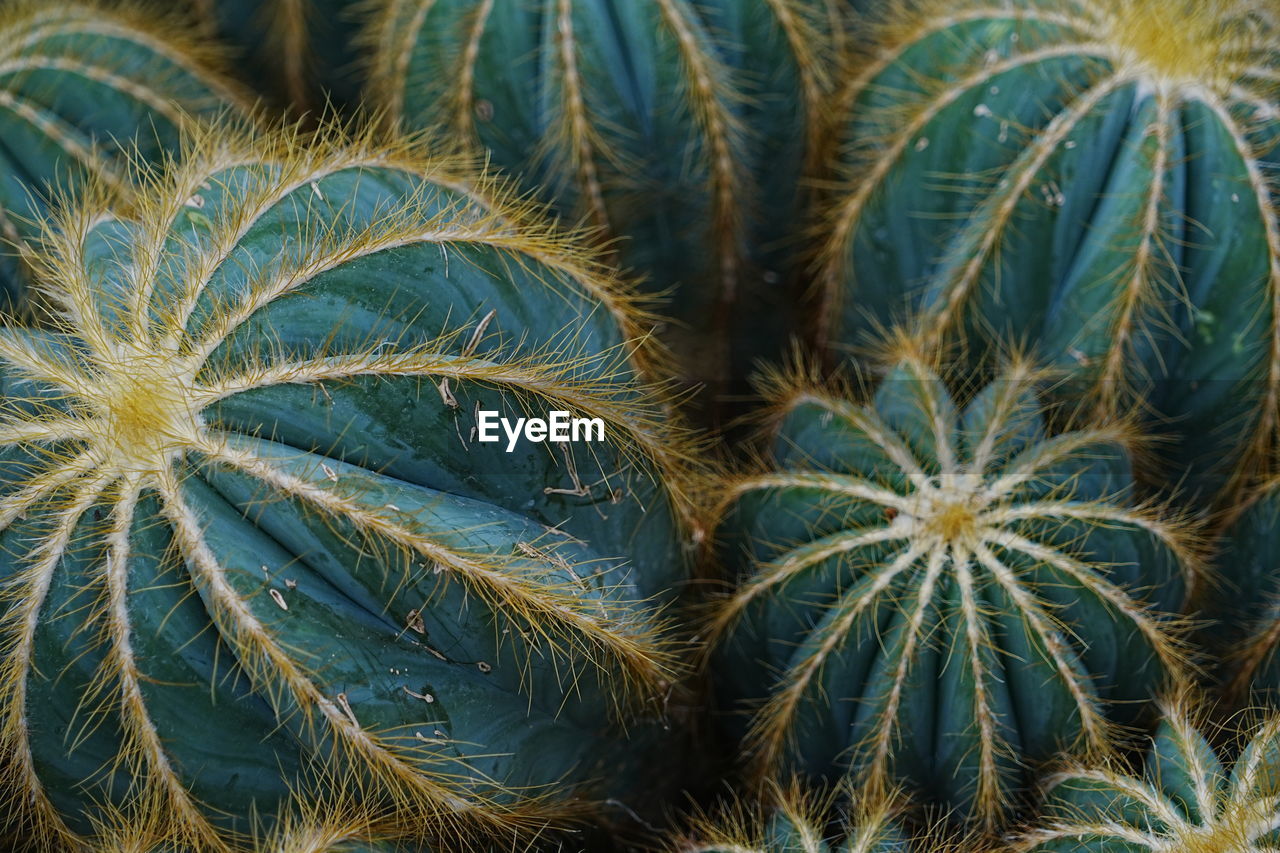 Full frame shot of succulents - cactus