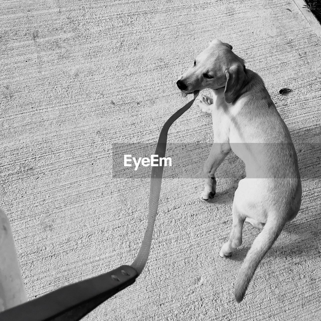 HIGH ANGLE VIEW OF DOG SITTING IN BATHTUB