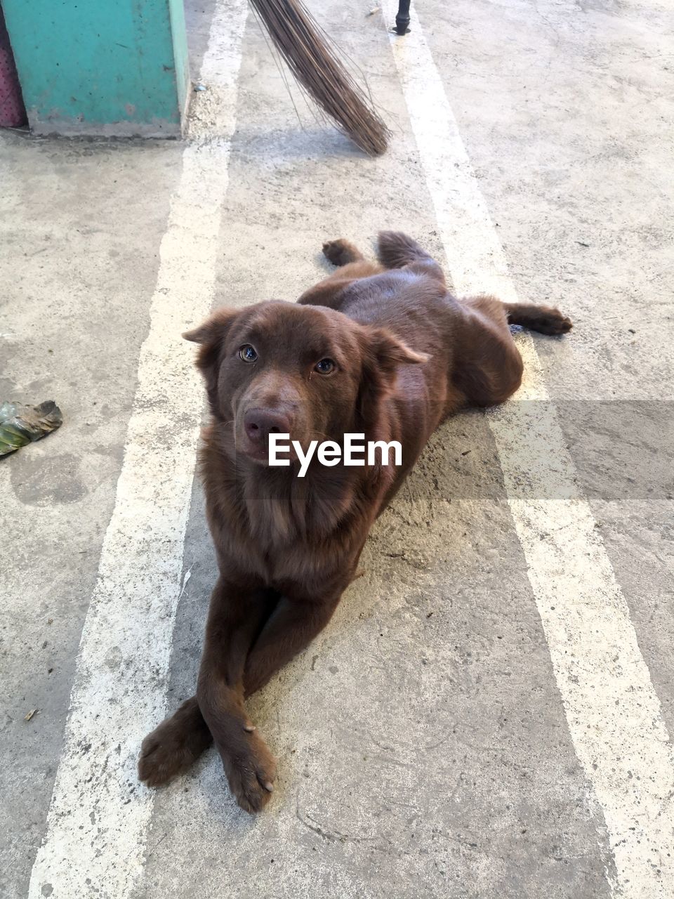 HIGH ANGLE VIEW OF DOG ON FOOTPATH