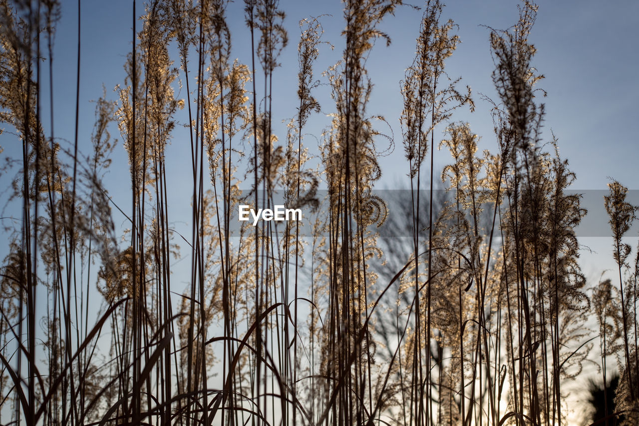 LOW ANGLE VIEW OF BARE TREES AGAINST SKY IN WINTER