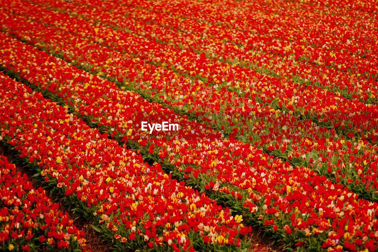 Full frame shot of red flowering field