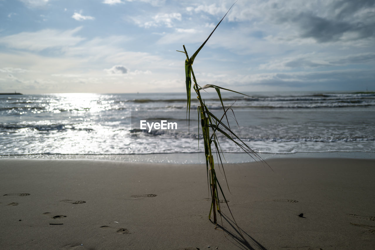 DRIFTWOOD ON BEACH AGAINST SKY