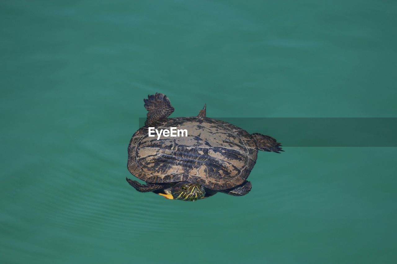 Close-up of turtle swimming in sea