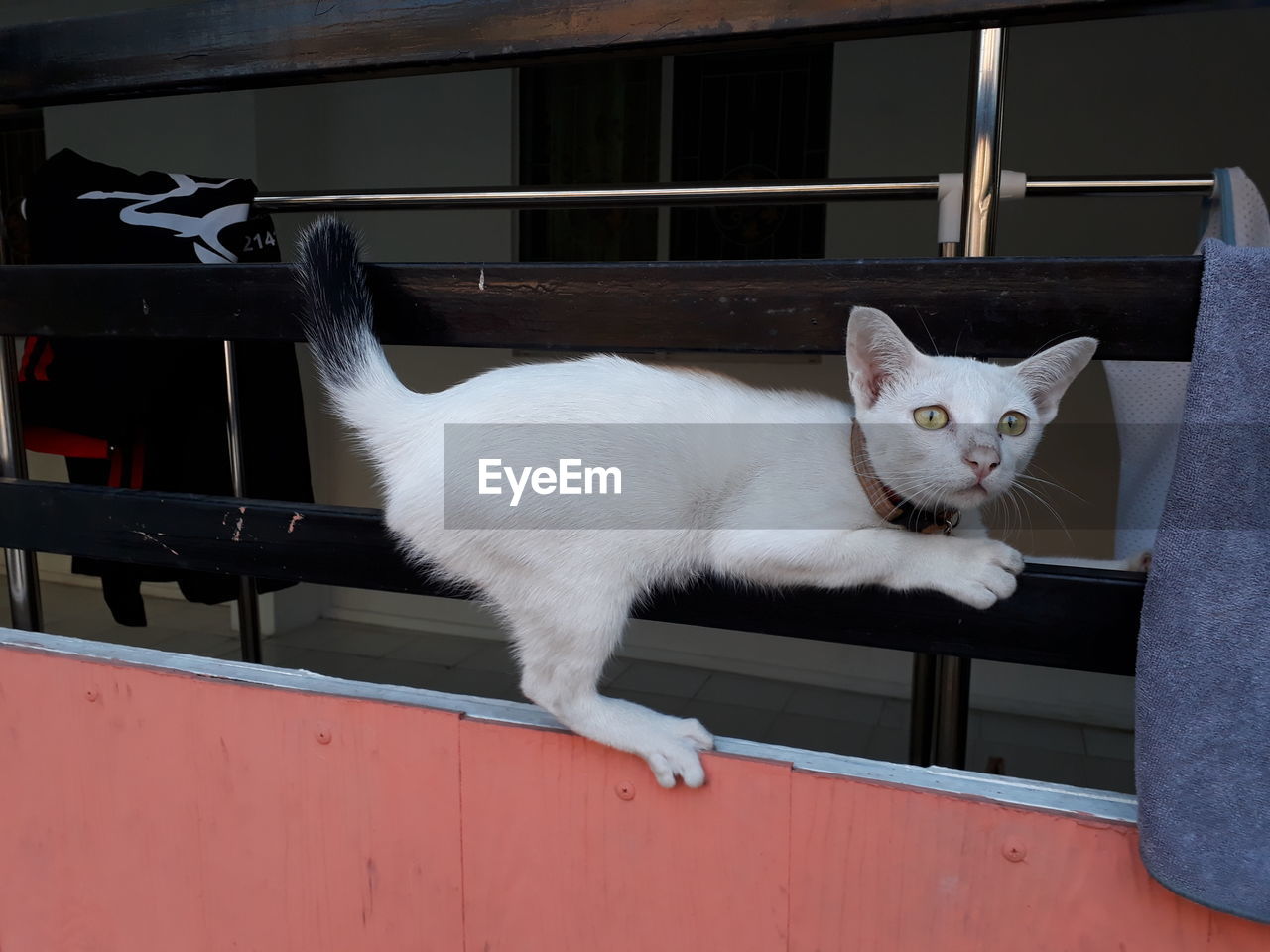 PORTRAIT OF WHITE CAT SITTING ON WALL