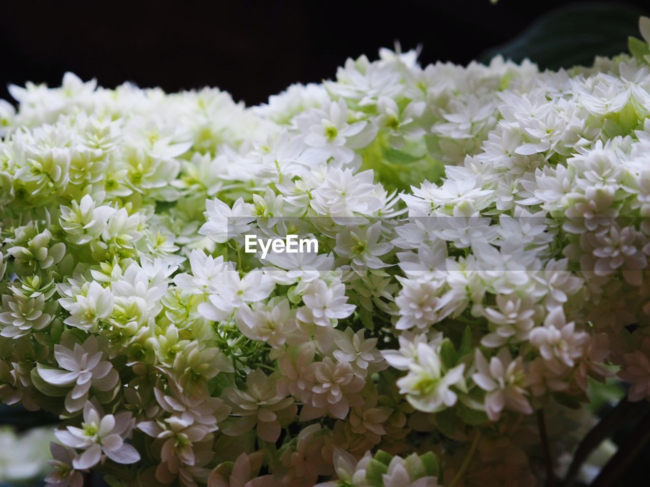 CLOSE-UP OF WHITE FLOWERS