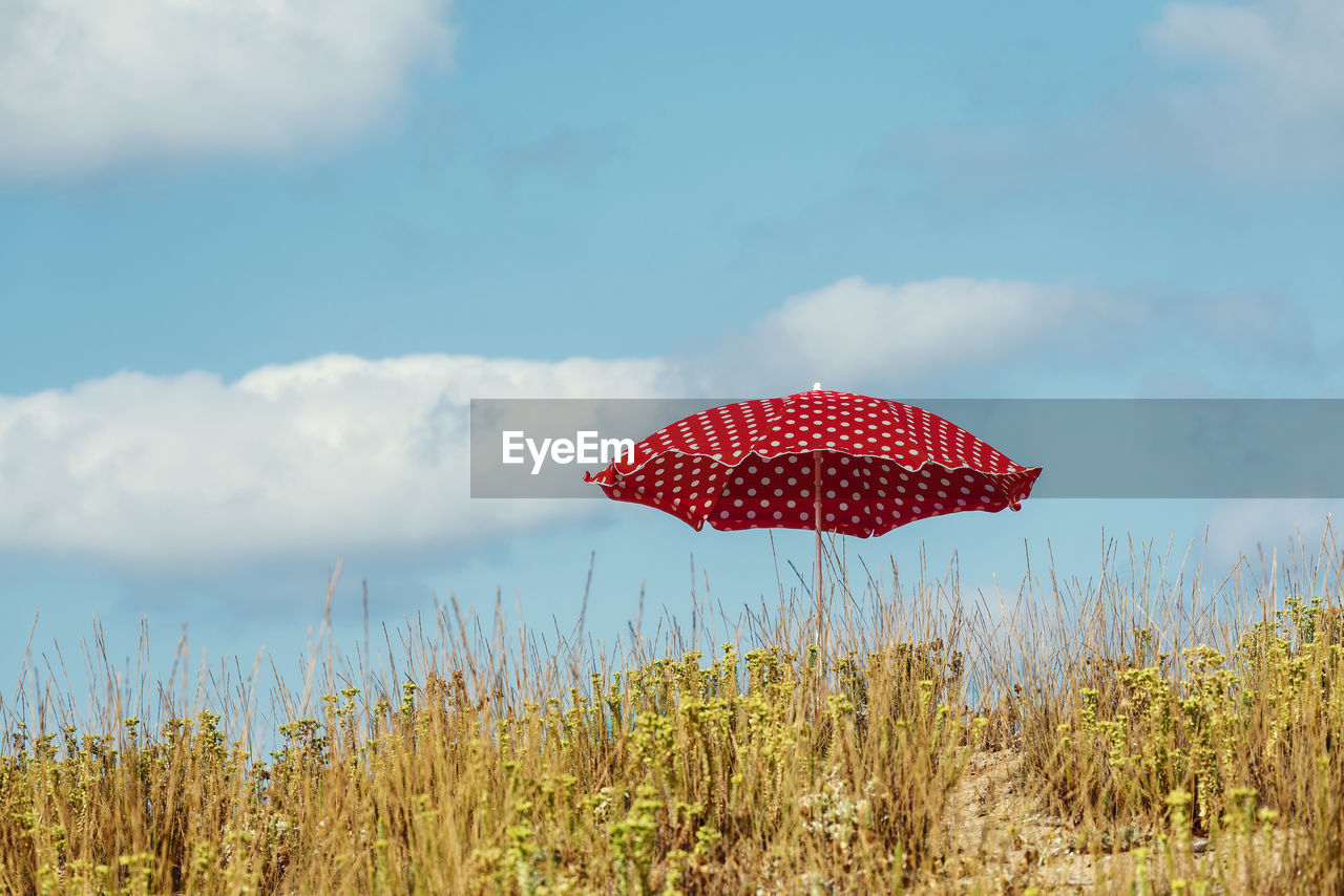 RED POPPIES IN FIELD