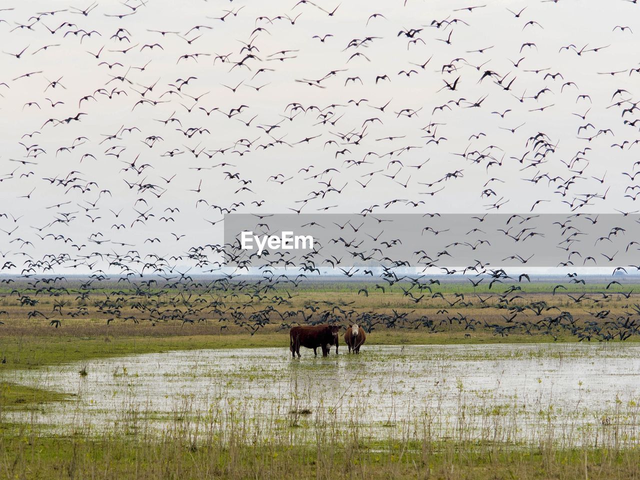 Flock of birds and cows in the field