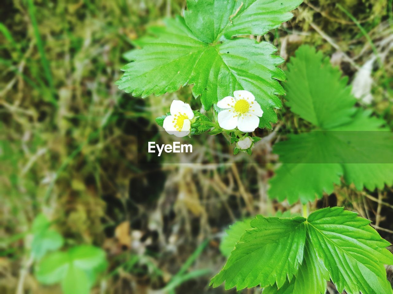 CLOSE-UP OF WHITE FLOWERS BLOOMING OUTDOORS