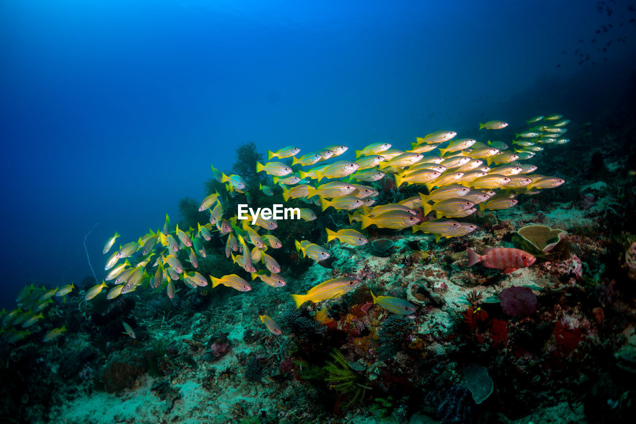 View of fish swimming underwater