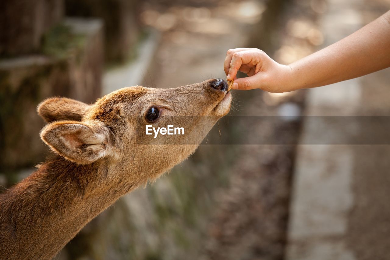 Close-up of hand feeding deer