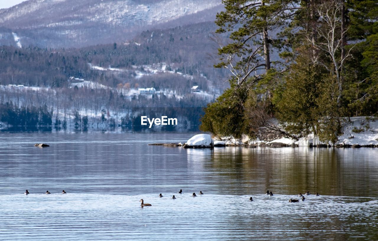 BIRDS IN LAKE DURING WINTER