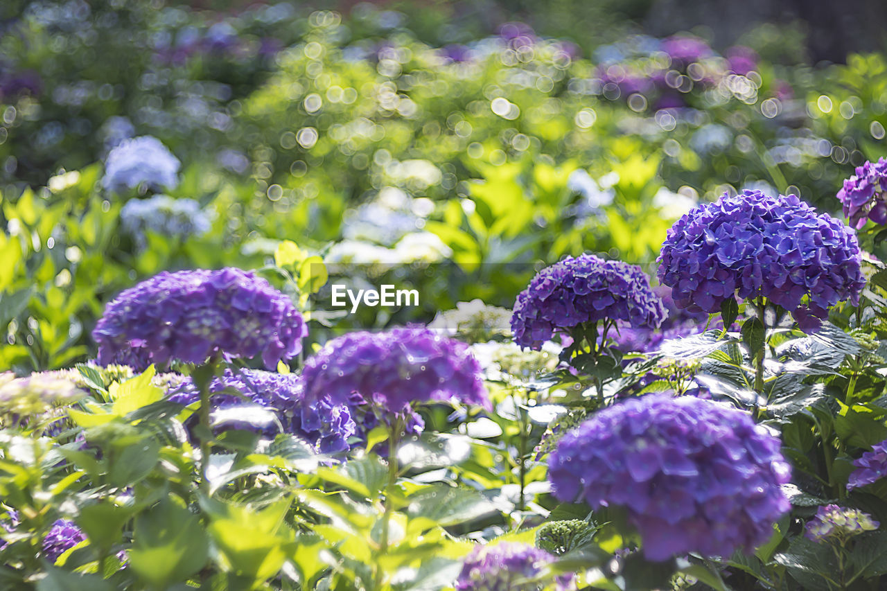 CLOSE-UP OF PURPLE FLOWERING PLANTS IN BLOOM