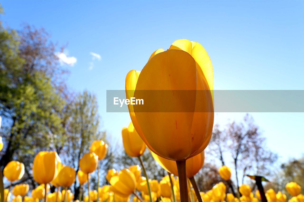 Close-up of yellow flowers blooming on field against sky