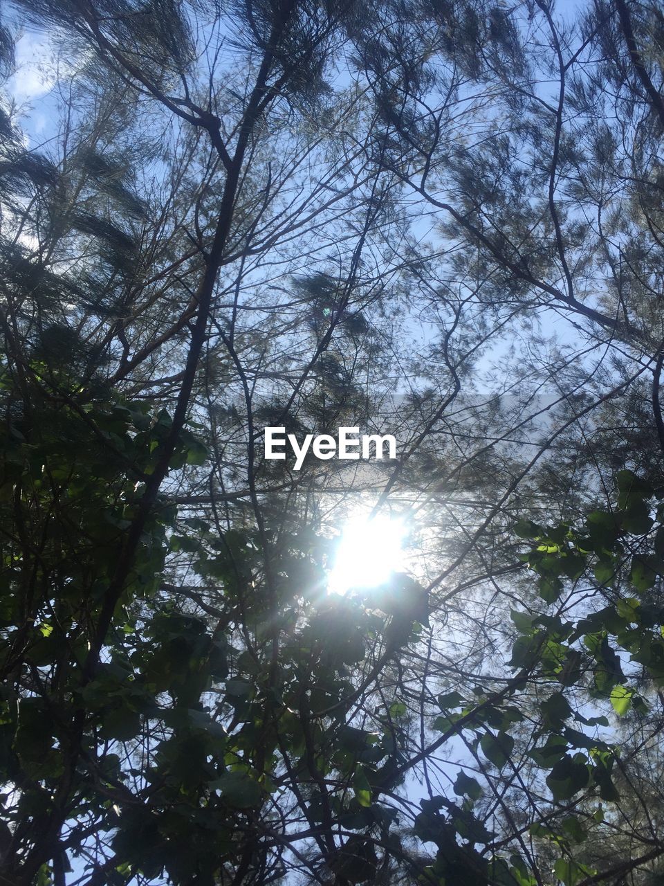 LOW ANGLE VIEW OF TREES AGAINST SUN