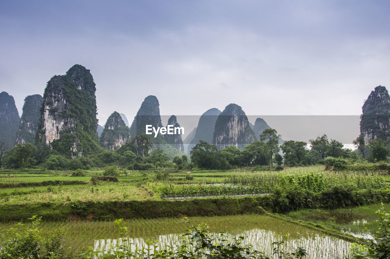 View of trees with mountain in background