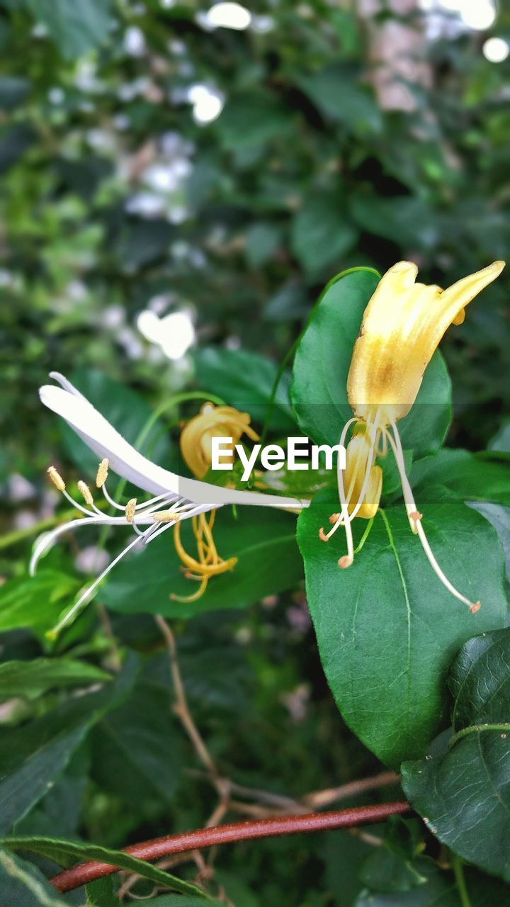 CLOSE-UP OF YELLOW FLOWERS