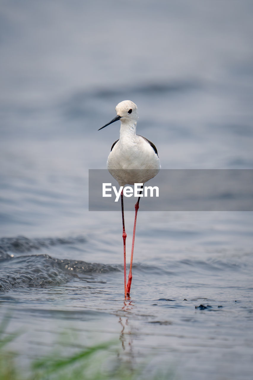 close-up of seagull perching on water