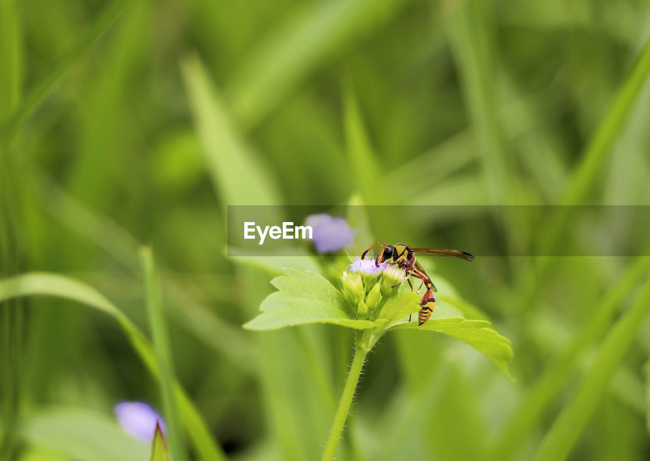 CLOSE-UP OF INSECT ON FLOWER